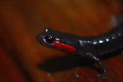 Plethodon jordani