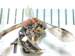 Alysson tricolor