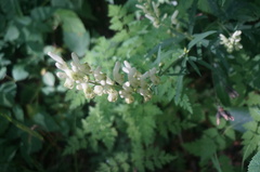Aconitum barbatum puberulum