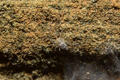 Oecobiidae