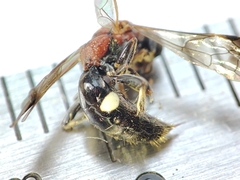 Alysson tricolor