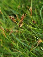 Blysmus sinocompressus