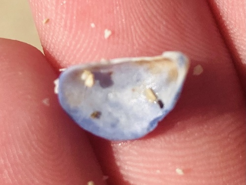 Deck Mussel (Septifer bilocularis)