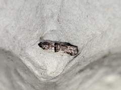Pseudacrobasis tergestella