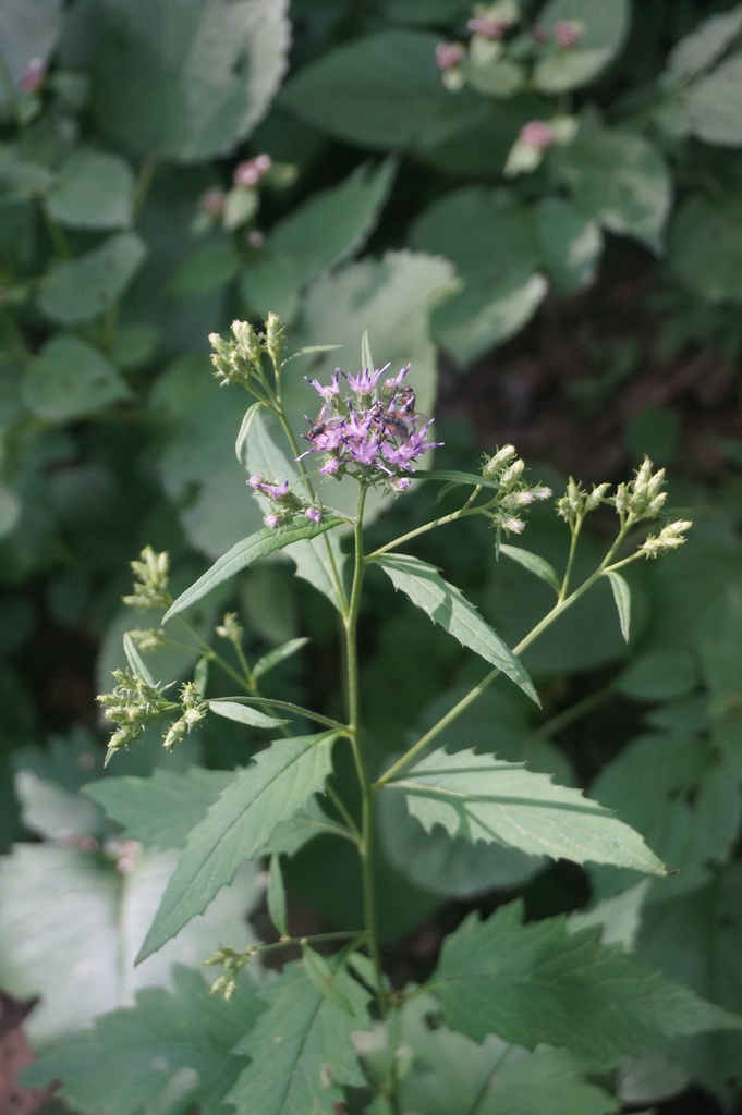 Saussurea mongolica