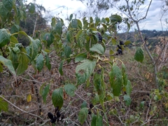 Rubiaceae