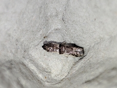 Pseudacrobasis tergestella