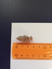 Ophiogomphus cecilia