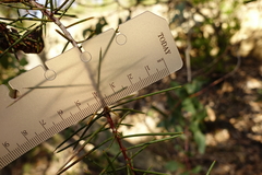 Hakea decurrens physocarpa