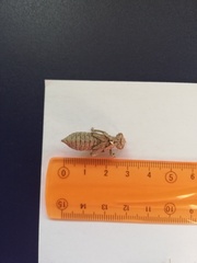 Ophiogomphus cecilia