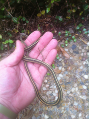 Thamnophis proximus proximus