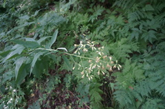 Parasenecio hastatus