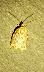 Lepidoptera