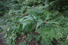 Parasenecio hastatus