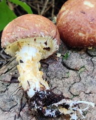 Stropharia kauffmanii