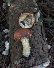 Stropharia kauffmanii
