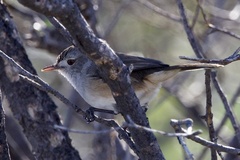 Pyrrholaemus brunneus