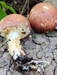 Stropharia kauffmanii