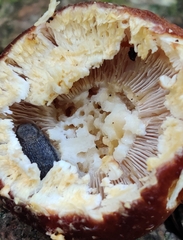 Stropharia kauffmanii