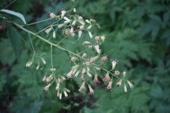 Parasenecio hastatus