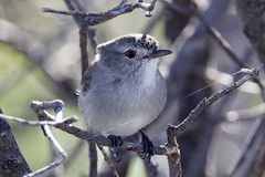 Pyrrholaemus brunneus