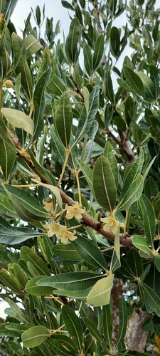 Cape Star-Chestnut (Sterculia alexandri)