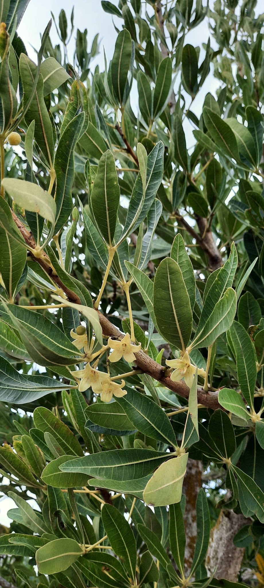 Cape Star-Chestnut (Sterculia alexandri)