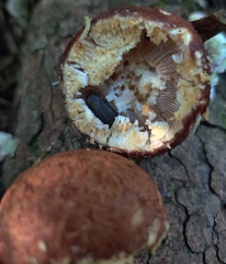 Stropharia kauffmanii