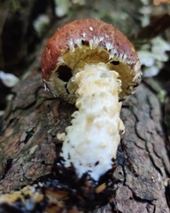 Stropharia kauffmanii