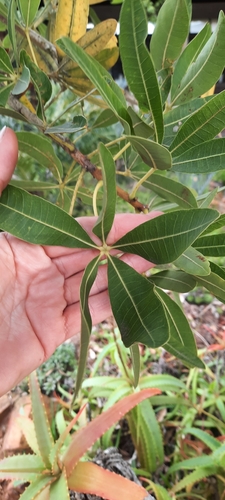 Image of Sterculia alexandri by (c) Karen Eichholz, some rights reserved (CC BY)
