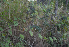 Indigofera pratensis