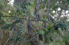 Indigofera pratensis