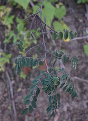 Indigofera pratensis