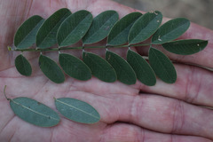 Indigofera pratensis