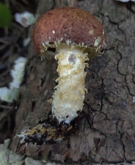 Stropharia kauffmanii