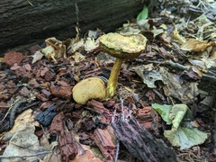 Pseudoboletus parasiticus