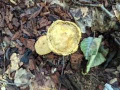 Pseudoboletus parasiticus