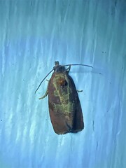 Evora hemidesma
