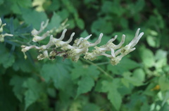 Aconitum barbatum puberulum