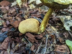 Pseudoboletus parasiticus