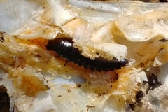 Necrophila americana
