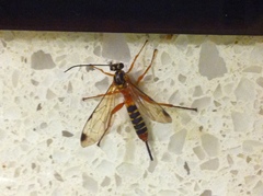 Echthromorpha agrestoria