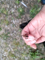 Leptoglossus clypealis