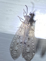 Brachynemurus nebulosus