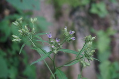 Saussurea parviflora