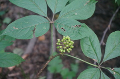 Eleutherococcus senticosus