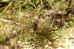 Hakea decurrens physocarpa