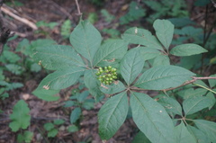 Eleutherococcus senticosus