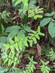 Lygodium microphyllum
