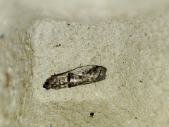 Pseudacrobasis tergestella